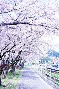 サクラまいちる。