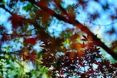 ちょっと水彩画みたいな紅葉