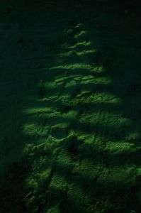 ひかりでもみの木