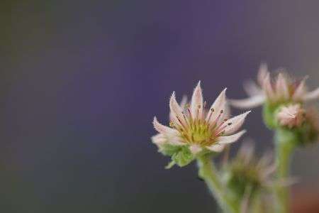 花を咲かせていたんだ
