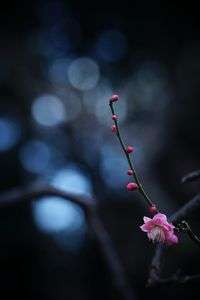 α体験会 講師と行く〜そぞろ寒し@日比谷の公園〜