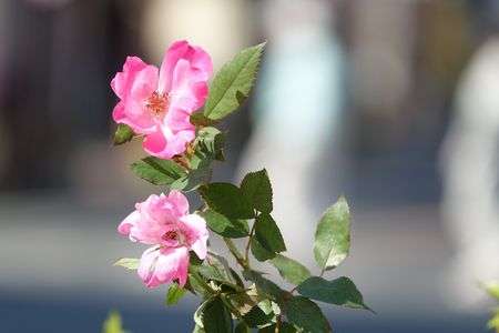 街の中に咲く花～♪