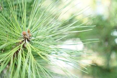 生命力をいただきました