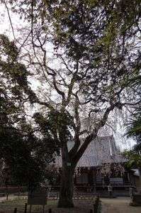 報仏寺＠水戸市河和田の桜