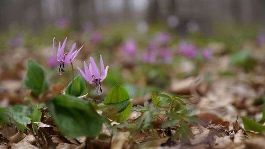 ご褒美のカタクリ