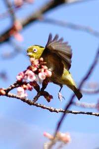 寒桜撮りに行ったらオマケでメジロが付いて来ました