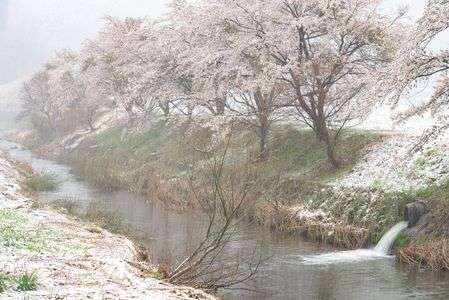 春の雪