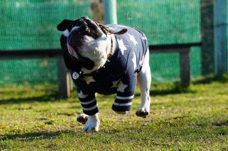 ドッグランにて