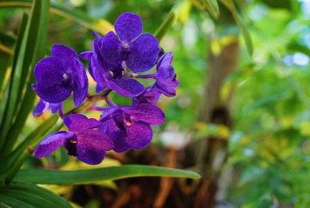 花（福島にて）