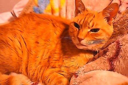 ちゃたろうですが、何か？