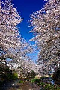 恩田川高瀬橋付近の河原で見上げた桜