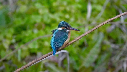 カワセミの捕食ジャンプ