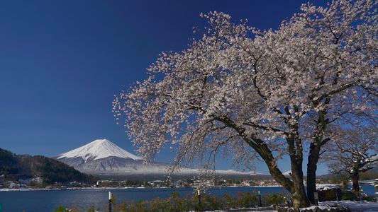 河口湖の満開の桜と春の雪