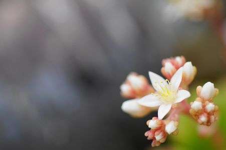 マクロを楽しむ