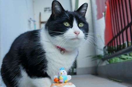 あけましておめでとうございますにゃ