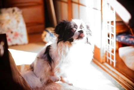 ビジューがうちにやってきた！