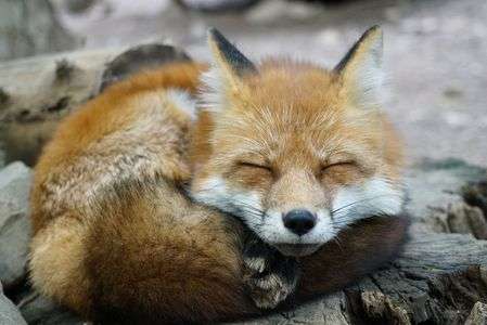 フォックスマイル