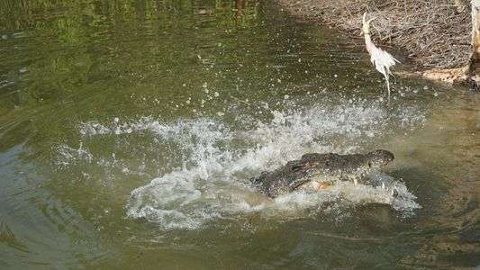 クロコダイル クルーズ