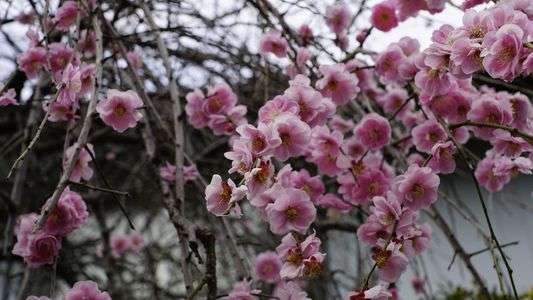 梅の花