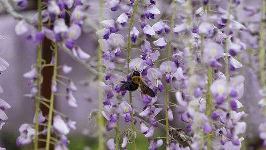 フジの花と蜂
