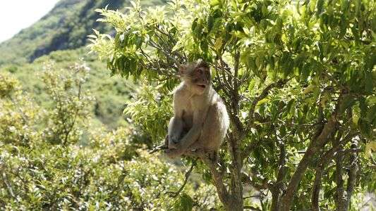 小豆島　子ザルがあらわれた！！