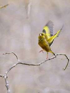 踊るカワラヒワ