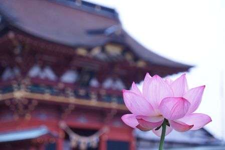伊賀八幡の蓮
