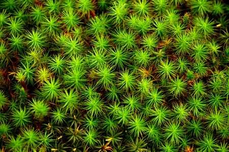 糸島 スギゴケの群生