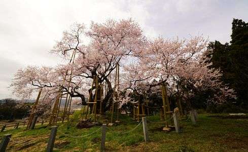 戸津辺（とつべ）の桜