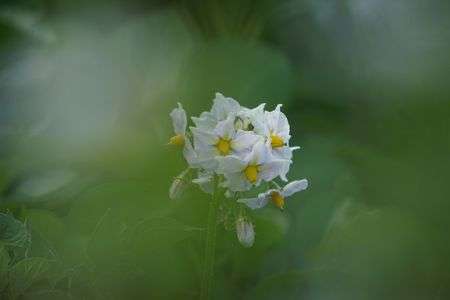 岐阜モネの池にて
