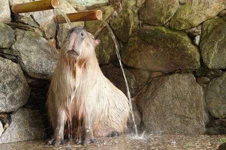 カピバラ　いい湯だな～
