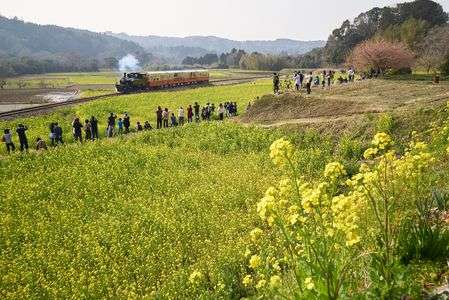 菜の花畑をトロッコ列車