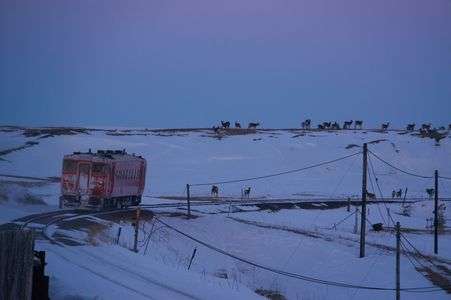 エゾシカ野生の王国