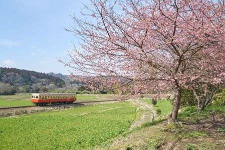 河津桜咲く石神の里