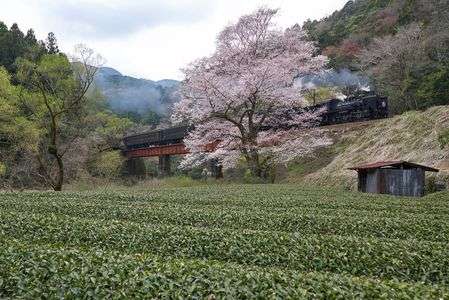 大きな一本桜とSLと茶畑