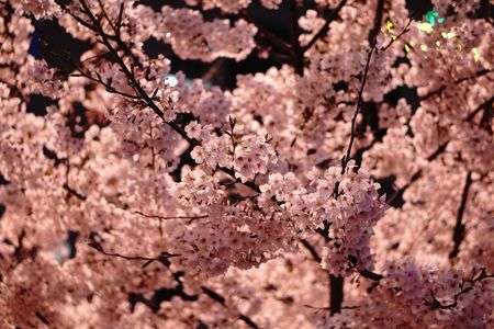 満開夜桜