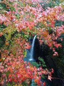 紅葉と滝