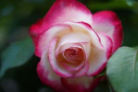 バラ祭りの薔薇撮影