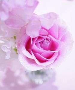 マクロでお花のお勉強