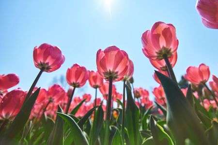 木曽三川公園　チューリップ祭