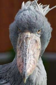 掛川花鳥園のみんな