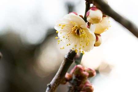 Prunus mume 'Choju' 長寿ー小石川植物園
