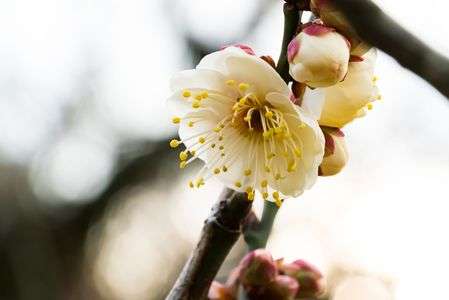 Prunus mume 'Choju' 長寿ー小石川植物園