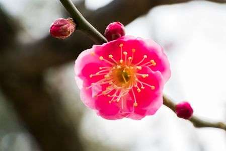 Prunus mume 'Kankobai' 寒紅梅ー小石川植物園