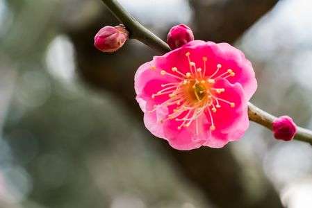 Prunus mume 'Kankobai' 寒紅梅ー小石川植物園