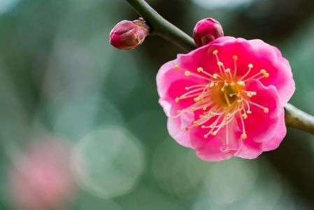 Prunus mume 'Kankobai' 寒紅梅ー小石川植物園