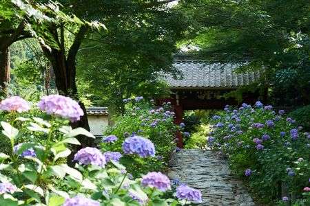 あじさい寺