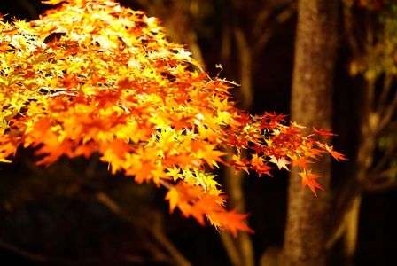 2018 紅葉ライトアップ 【 竈門神社 】