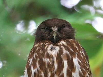 アオバズク（青葉木菟）の番い Ⅱ