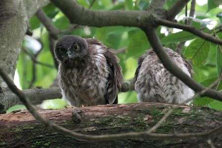 アオバズク（青葉木菟）の幼鳥